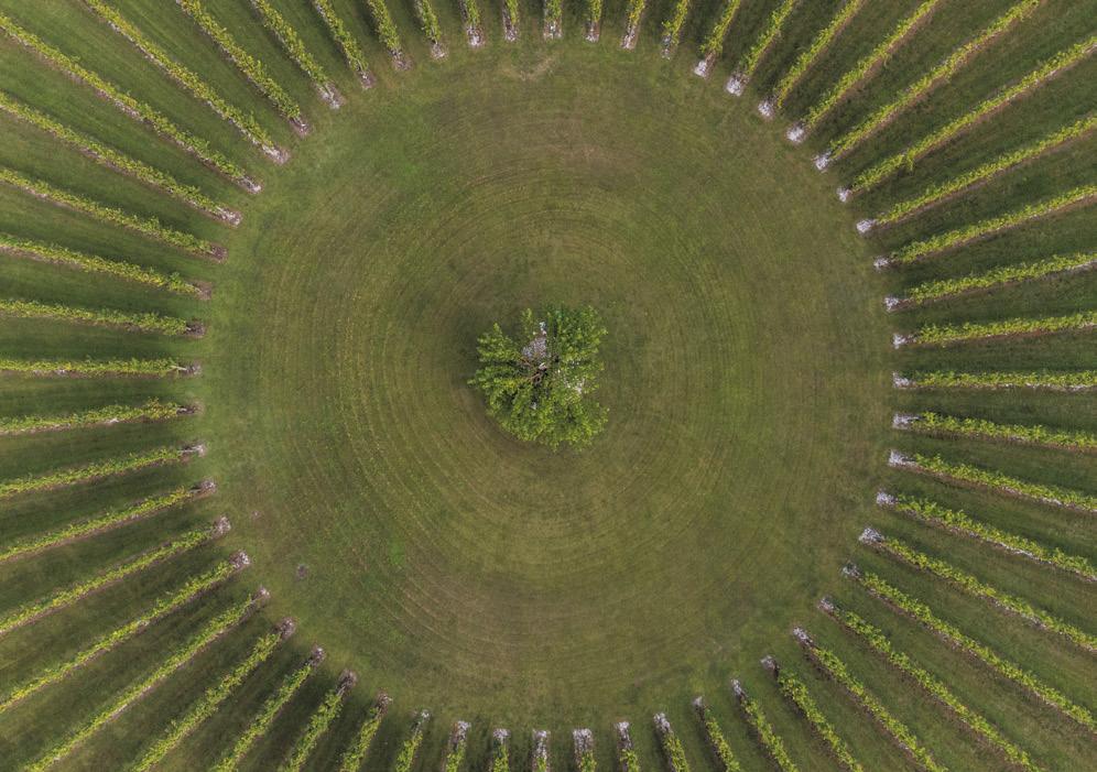 Luftaufnahme kreisförmig angelegter Rebzeilen um einen Baum